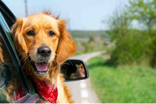 Nissan toetert als je de baby of de hond vergeet